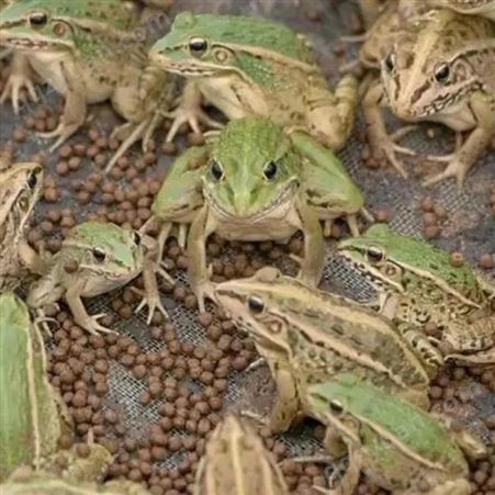 青蛙蟾蜍养殖 青蛙养殖技术 山东青蛙牛蛙养殖场