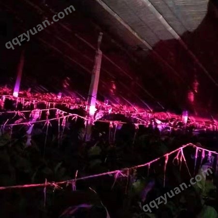 红皎阳草莓补光灯 生长灯 M101早上市时间15天 一亩地只须一个灯 安装简单