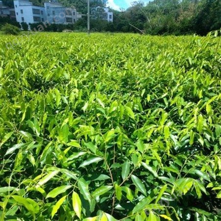 奇楠沉香苗 专业种植基地 树苗质量高 广茂沉香树苗