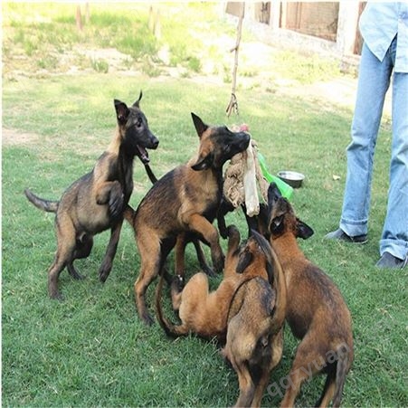 马犬养殖场供应3个月的马犬幼苗 饲养简单 易成活