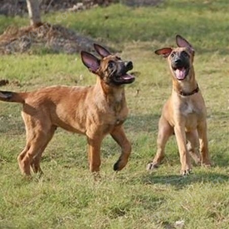 马犬幼犬养殖基地 双血统成年犬 已做驱虫 饲养简单