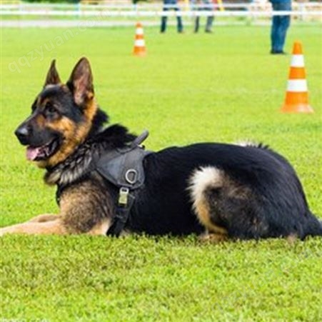 销售德国牧羊犬 纯种黑背犬幼犬 四肢健壮 动作灵敏性情温顺
