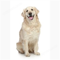 宠物金毛犬 活体导盲犬养殖出售 已做防疫驱虫 性格温顺
