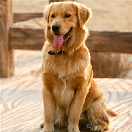 宠物金毛犬 活体导盲犬养殖出售 已做防疫驱虫 性格温顺