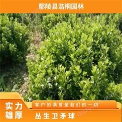 【浩桐园林】丛生卫矛球春色叶 冠200-300公分 常绿性
