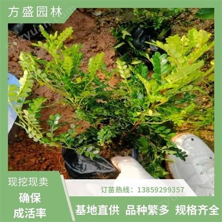 批发胡椒木 清香木杯苗 高度25-30cm 公园道路绿化 观叶常绿灌木